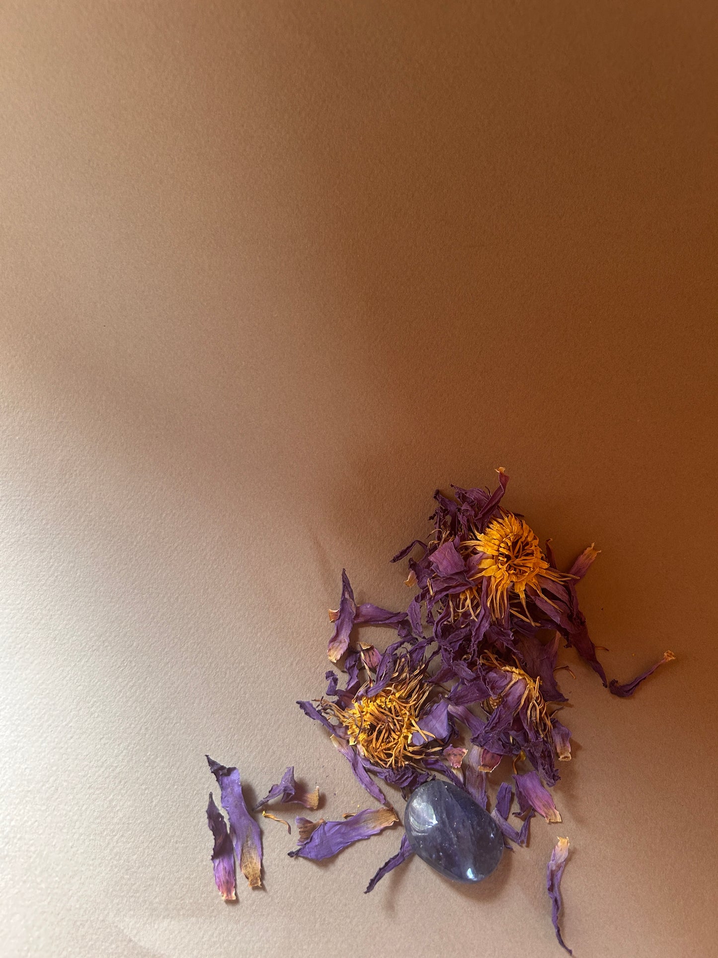 Divine Blue Lotus