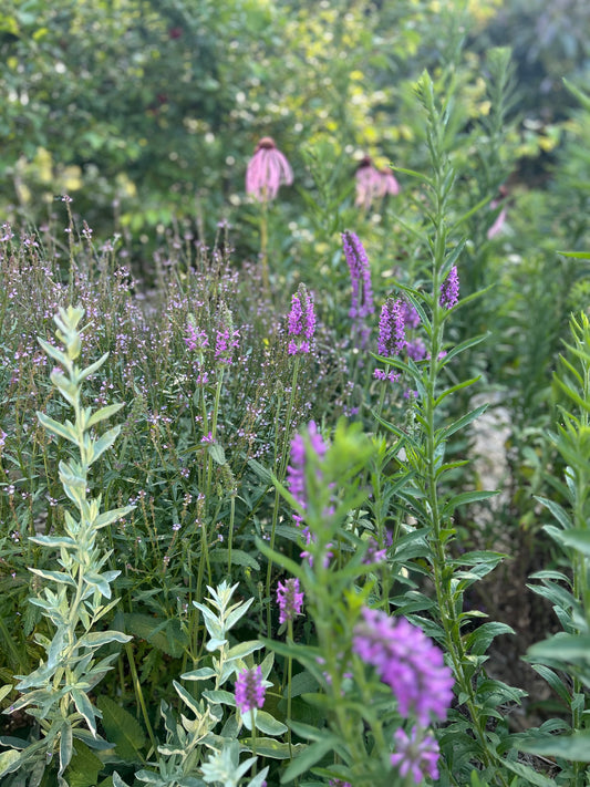 Herbal Immersion - Saturday 27 March 10am - 12pm 